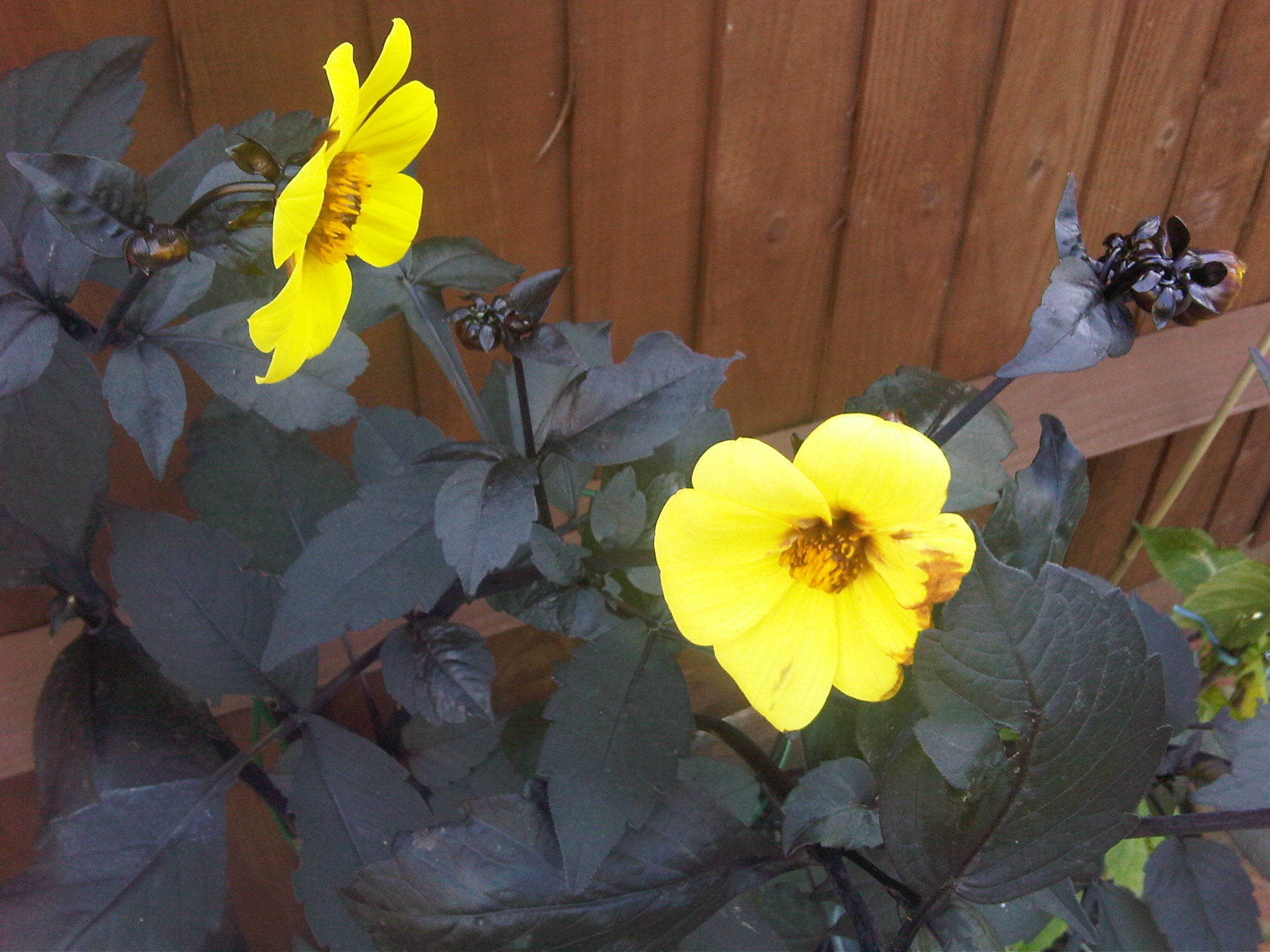 Purple And Yellow Flowers Name