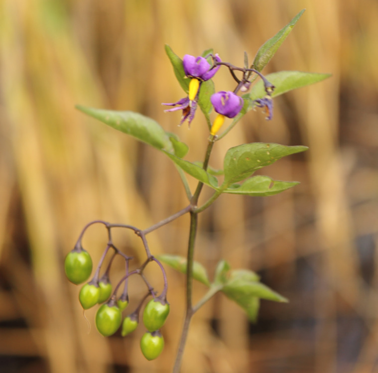 Purple And Yellow Flowers Name
