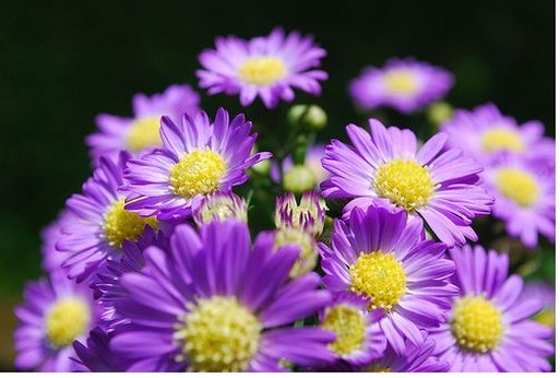 Purple And Yellow Flowers Name