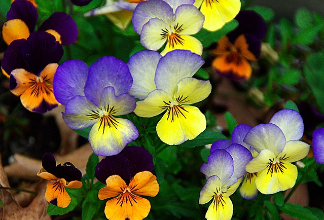 Purple And Yellow Flowers Name