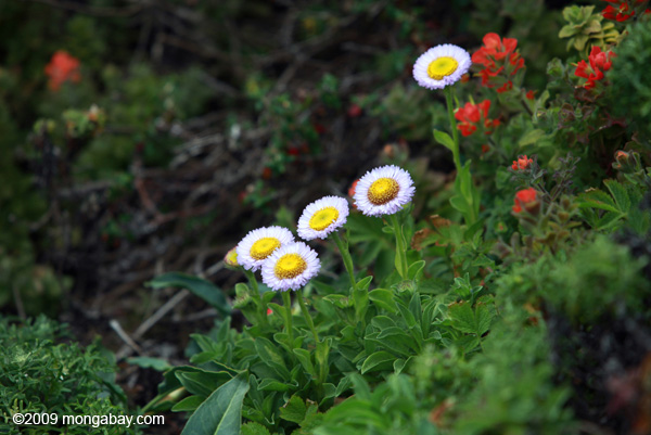 Purple And Yellow Flowers Name