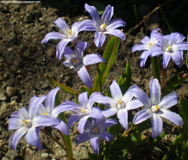 Purple And Yellow Flowers Name