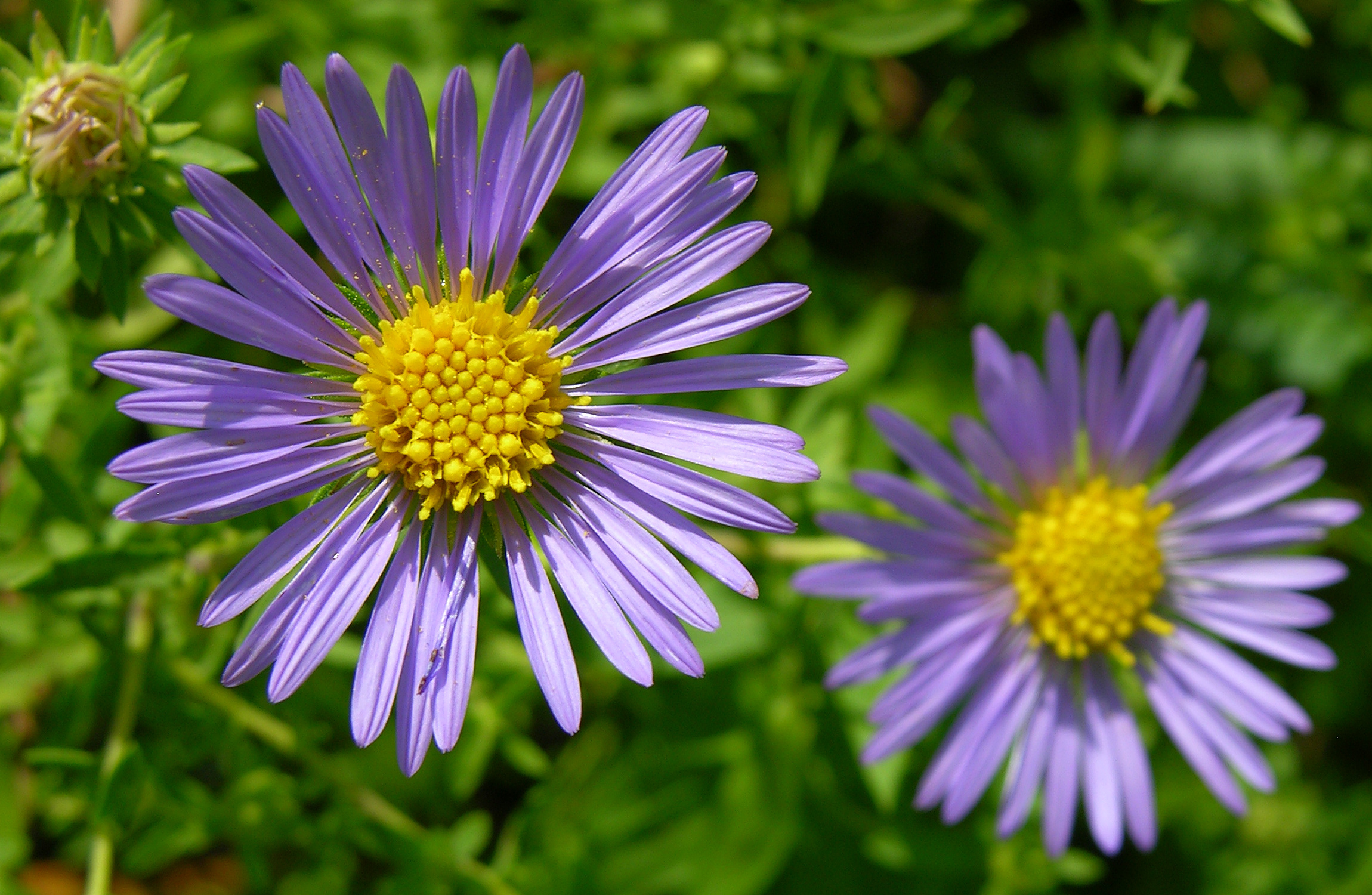 Purple And Yellow Flowers Wedding