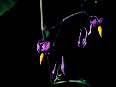 Purple And Yellow Flowers Wedding