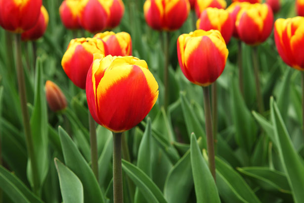Red And Yellow