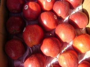 Red And Yellow Apple Name