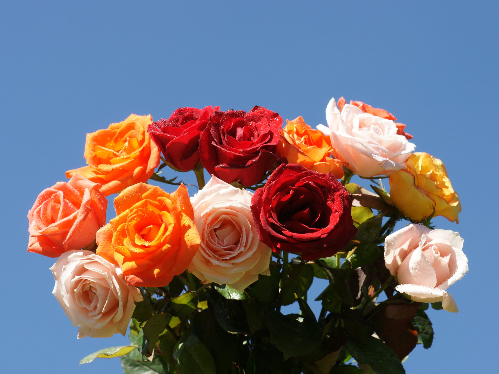 Red And Yellow Roses Bouquet
