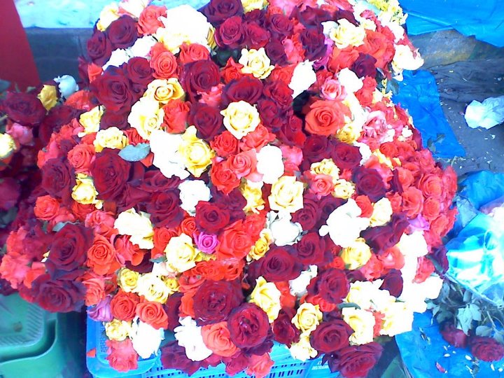 Red And Yellow Roses Name
