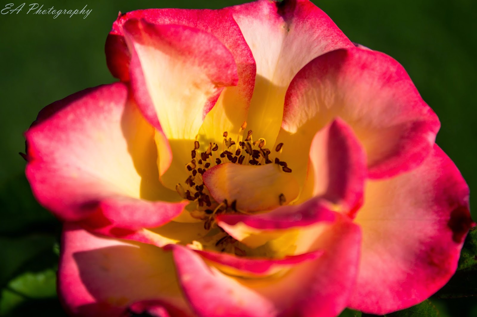 Red And Yellow Roses Name