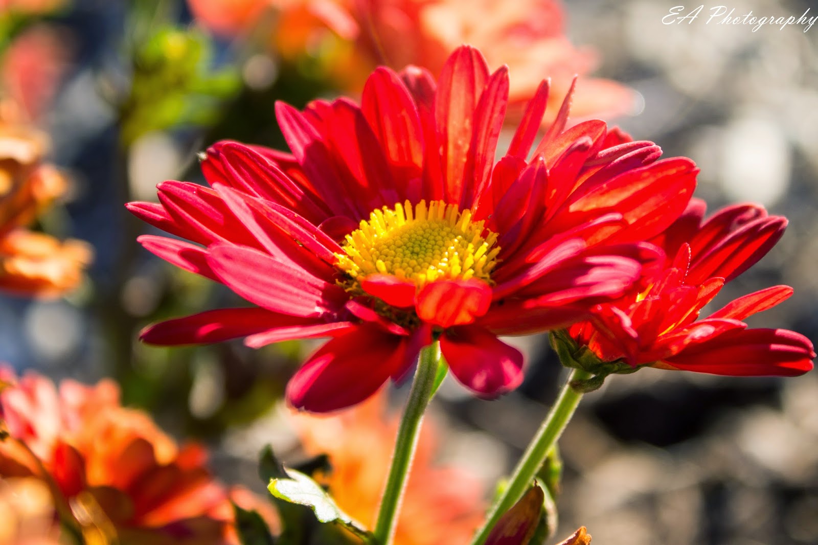 Red And Yellow Roses Name