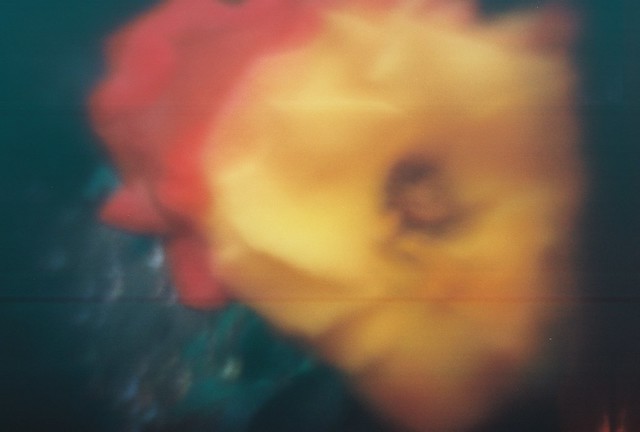 Red And Yellow Roses Name