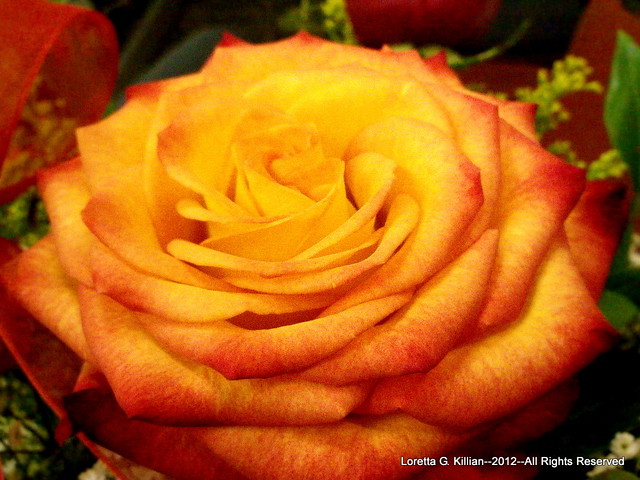 Red And Yellow Roses Name