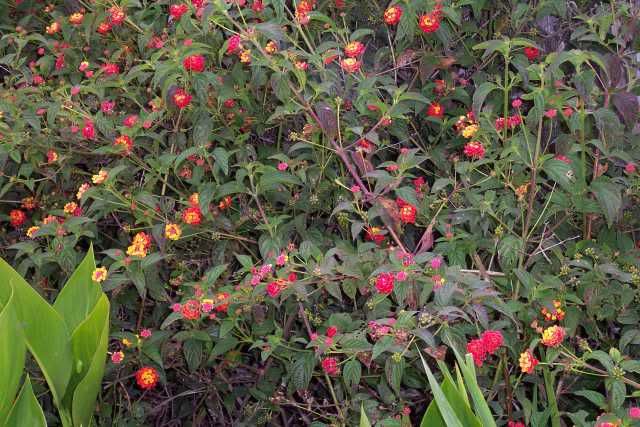 Vine With Purple And Yellow Flowers