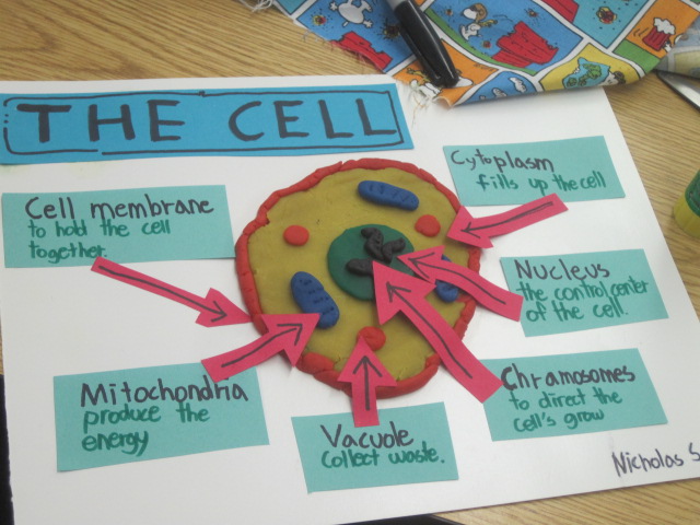 3d Plant Cell Model Ideas
