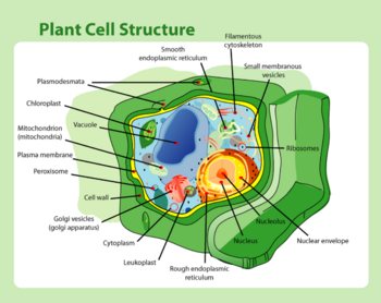 3d Plant Cell Model Ideas