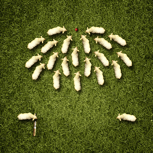 Aerial Animals