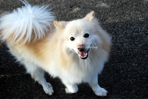 American Eskimo Dog Mix