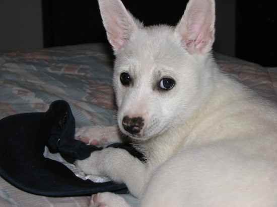 American Eskimo Dog Mix
