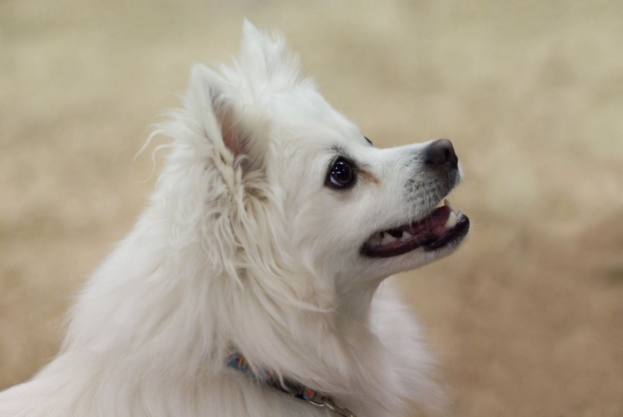 American Eskimo Dog Pictures