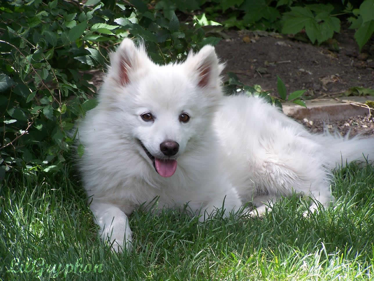 American Eskimo Dog Pictures