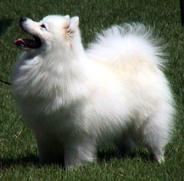 American Eskimo Dog Standard