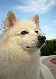 American Eskimo Dog Standard
