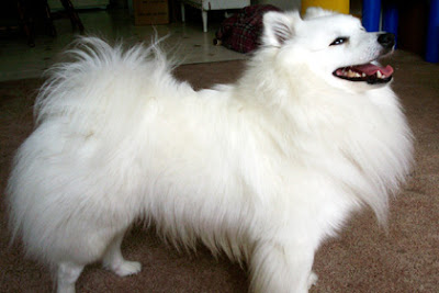 American Eskimo Dog Standard