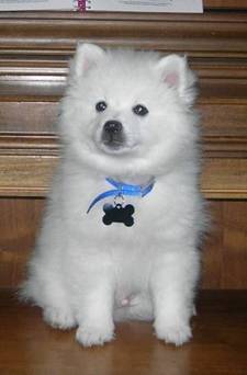 American Eskimo Dog Standard
