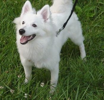 American Eskimo Dog Toy