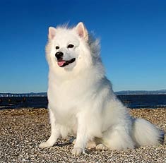 American Eskimo Dog Toy