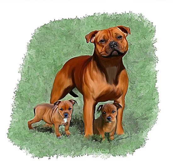 American Staffies For Sale