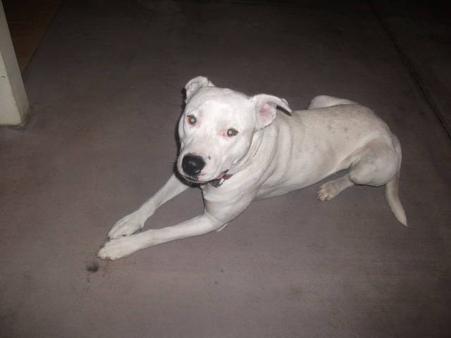 American Staffies For Sale