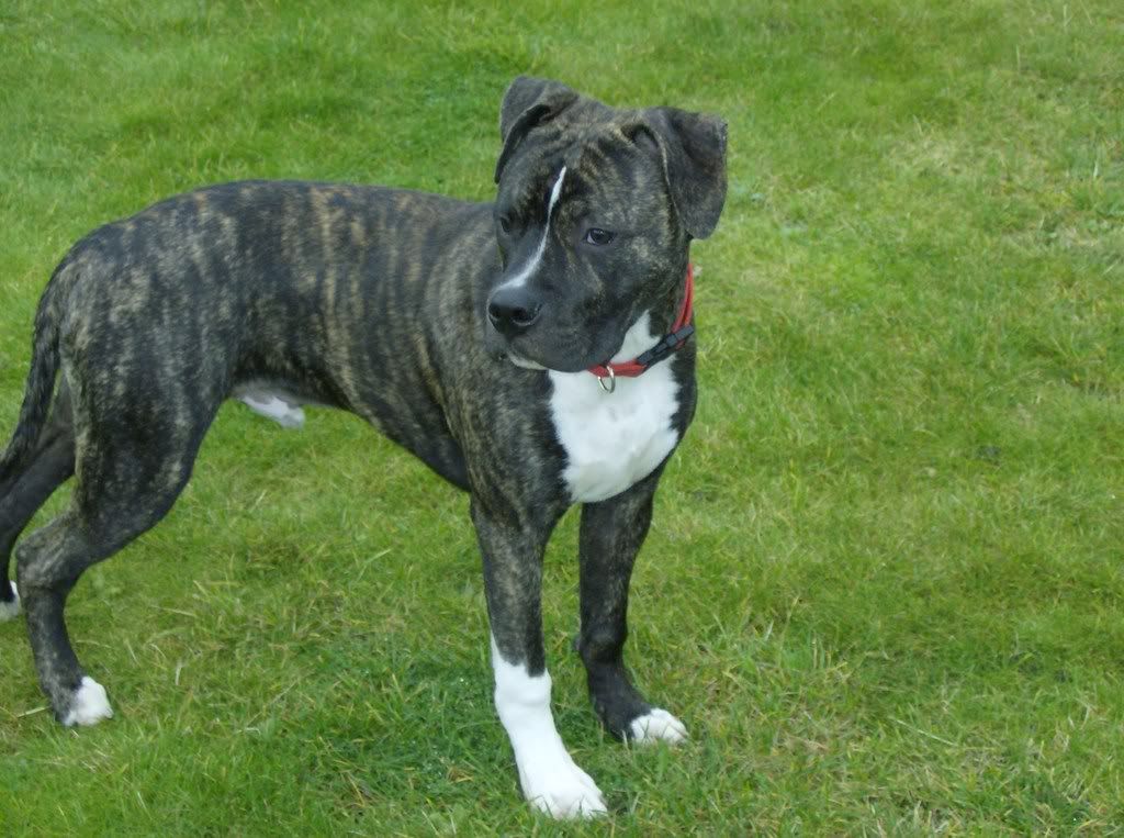 American Staffies For Sale