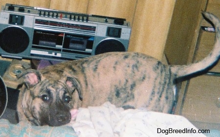 American Staffies For Sale
