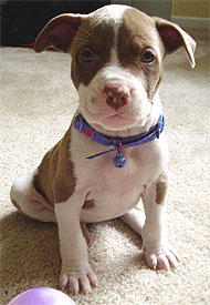 American Staffordshire Dogs
