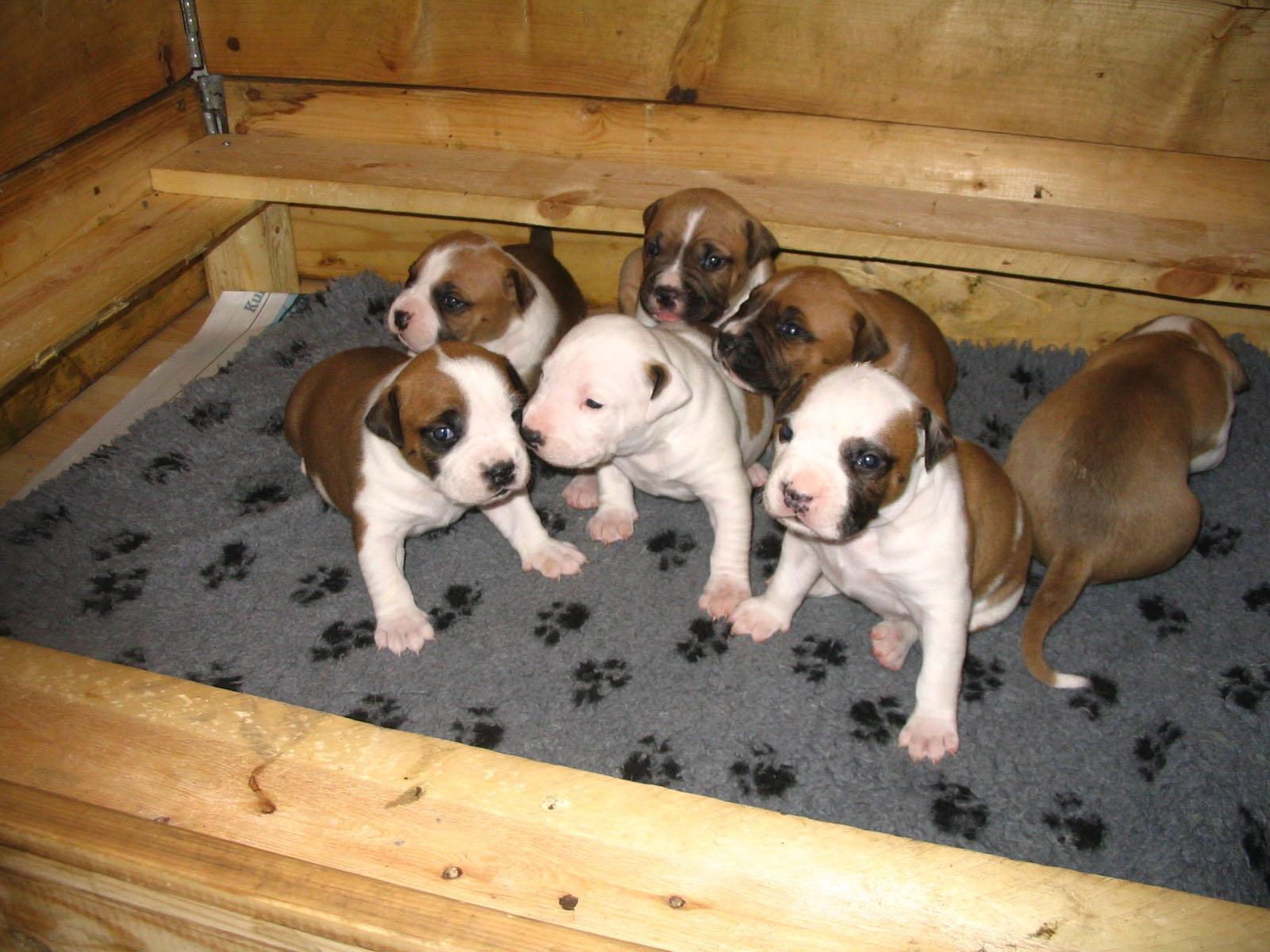 American Staffordshire Dogs