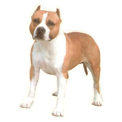 American Staffordshire Dogs