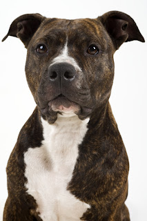 American Staffordshire Dogs