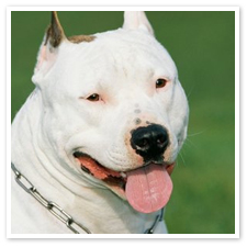 American Staffordshire Dogs