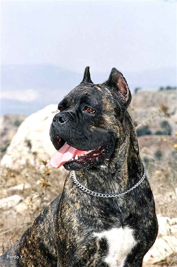 American Staffordshire Dogs