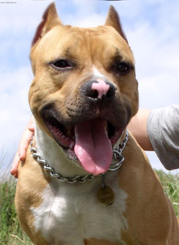 American Staffordshire Dogs