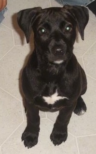 American Staffordshire Pitbull Puppies