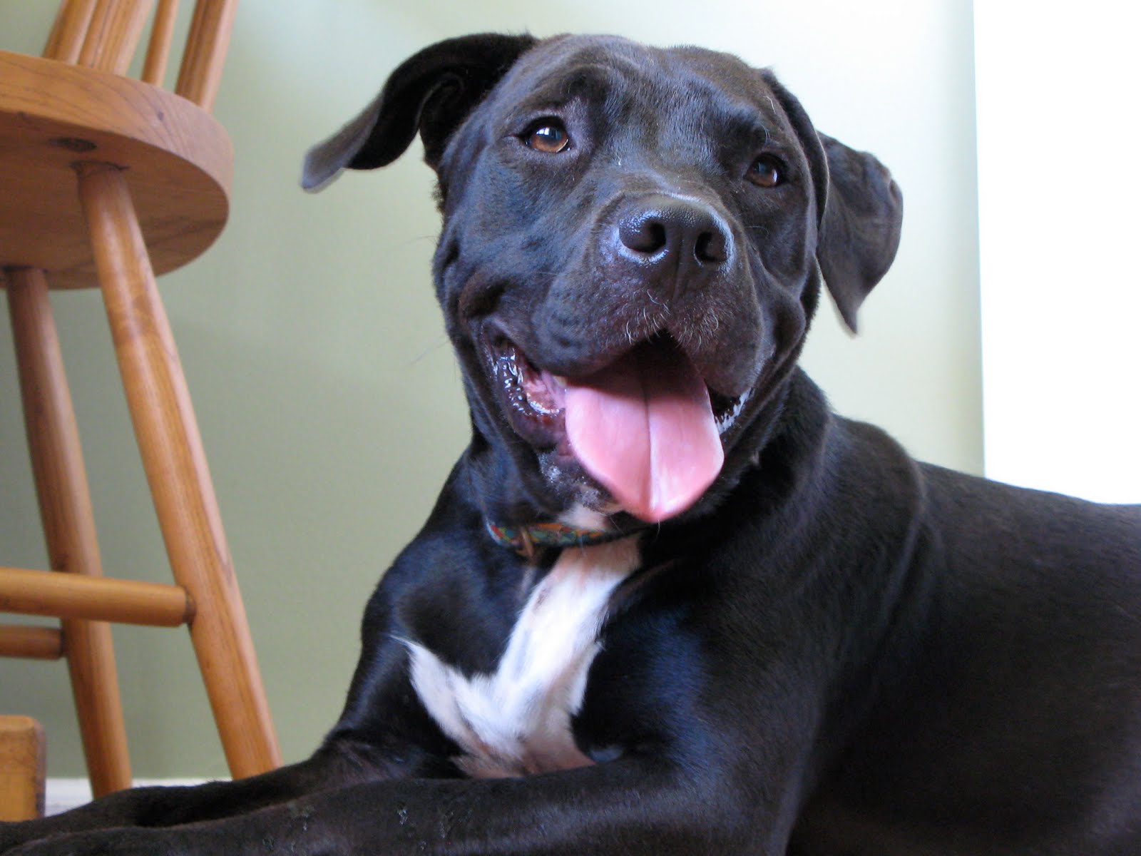 American Staffordshire Terrier Lab Mix