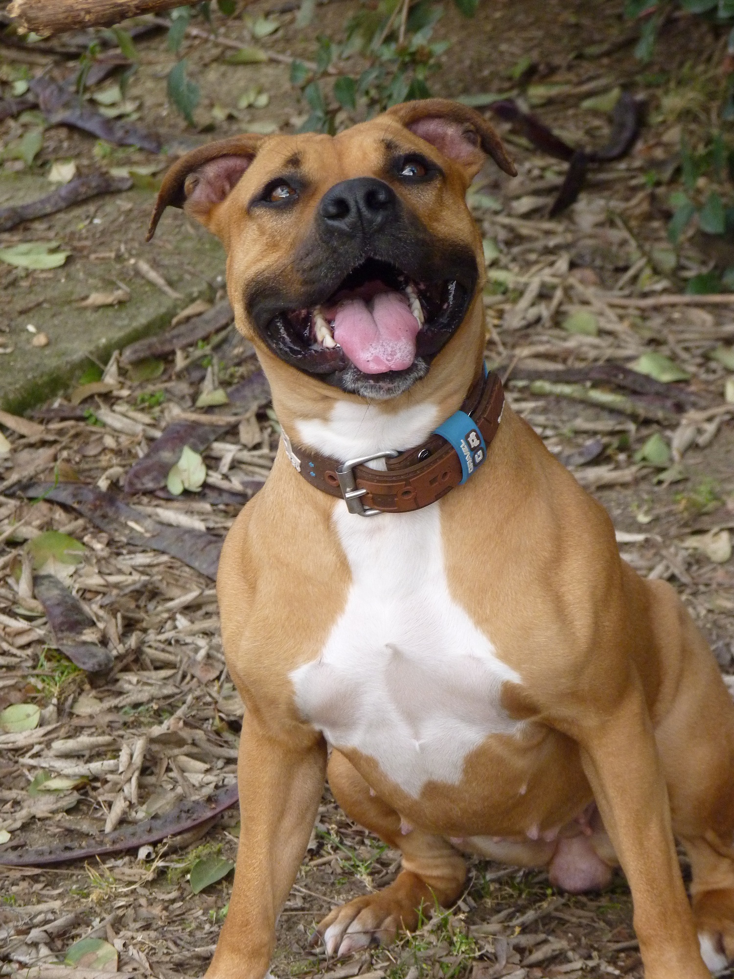 American Staffordshire Terrier Lab Mix