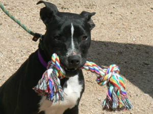 American Staffordshire Terrier Lab Mix