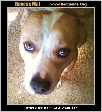 American Staffordshire Terrier Puppies For Sale In Houston