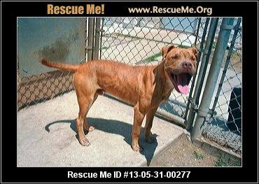 American Staffordshire Terrier Puppies For Sale In Houston