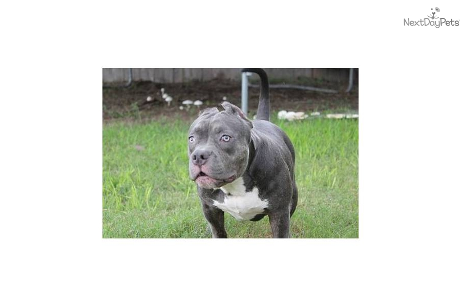 American Staffordshire Terrier Puppies For Sale In Houston