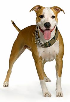 American Staffordshire Terrier Puppies For Sale In Indiana