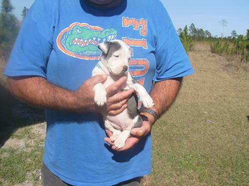 American Staffordshire Terrier Puppies For Sale In Indiana